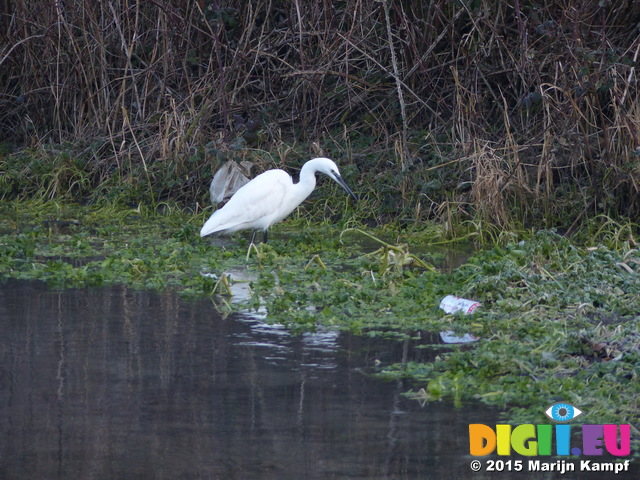 FZ011960 Little Egret (Egretta garzetta)